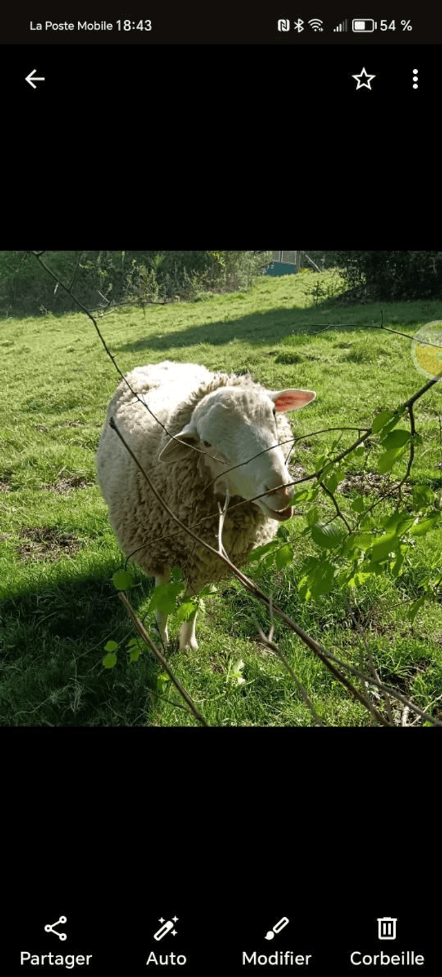 L'escapade de Charly 